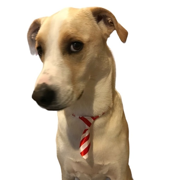 Adjusting Dog Neck Tie Collar - Picture 4 of 9